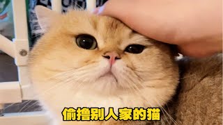 【矮脚虎凸凸】我只是犯了全天下铲屎官都会犯的错误…#猫咪吃醋 #Shorts #猫咪 #萌宠