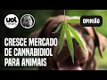 Cannabis medicinal é usada para tratar saúde mental e física de cachorros