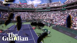 Bee invasion forces Alcaraz and Zverev off the court at Indian Wells