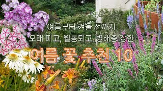 6월부터 서리 내릴때까지 피는 여름꽃 | 방치해도 잘 자라는 꽃 | 노지월동