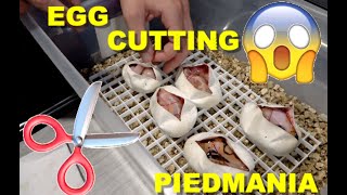 Ball Python Egg Cutting! OD YB Banana Leopard Pieds!