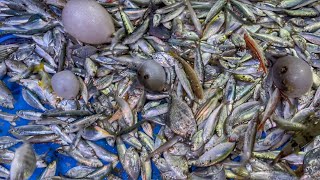 💥ONE DAY TRAWLER FISHING 3HOURS FISHING $5000 WORTH FISH CATCHING 😱 TAMILNADU