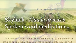 Skylark - Alauda arvensis - Orkney Islands | Scotland | Original Spoken Word by artist Jerry Wood