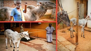 One of the mass Hallikar stud bull and excellent calfs born to it. Dhevaradoddi hulli chikkanna.