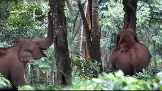 Elephant Komban tastes Jackfruit!!! || பலாப்பழத்தை ருசித்த ஒற்றைக் கொம்பன்