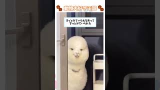 見てるよー #癒される #面白動画#アニマル #動物 #癒し #アルパカ