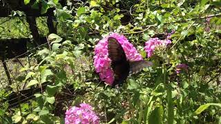 The Pipevine Swallowtail on Tall Phlox