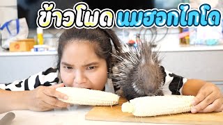 ข้าวโพดนมฮอกไกโดกินดิบได้ ASMR PET