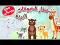 أغنية صغار الحيوانات البرية بدون موسيقى