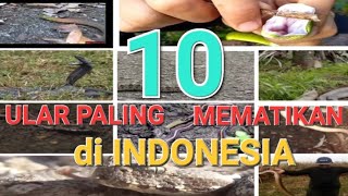 HORRIBLE!!! 10 MOST DEADLY VONISHING SNAKES IN INDONESIA