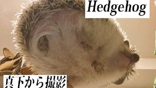 真下から撮影！ハリネズミがサナギを食べる動画。Hedgehog