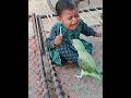 Parrot Cute Baby Se Tofi Cheen Rha Hie #cutebaby #parrot #shorts