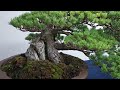 zuisho bonsai auction by master masahiko kimura 2023 part 1 木村正彦先生による瑞祥盆栽オ－クション