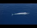 la baleine et le plancton crottes à la rescousse les super pouvoirs du vivant