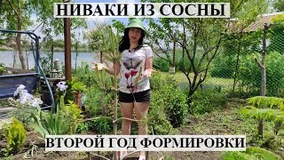 Как сделать НИВАКИ из сосны | Формирование хвойных |  Прищипка соны | Сосна на штамбе