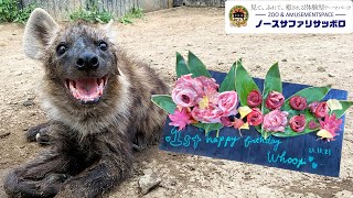 【生誕祭】ハイエナのウーピーちゃん　1歳の誕生日おめでとう！