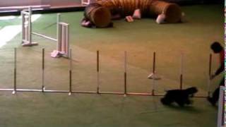 Ronnie agility debuttanti