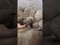 new born staffy puppies drinking at the milk bar staffypuppy puppy puppylife pitbull cutepuppy