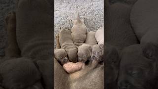 New born Staffy puppies drinking at the milk bar #staffypuppy #puppy #puppylife #pitbull #cutepuppy