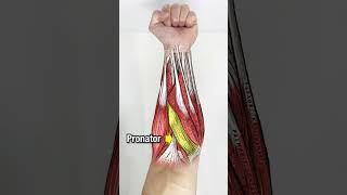 Want BIGGER Forearms? DO THESE!