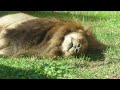 アレンくん気持ち良さそう〜　ライオン🦁　千葉市動物公園　2024年11月4日