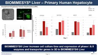 BIOMIMESYS® Liver for 3D in vitro models : applications and examples - 2022