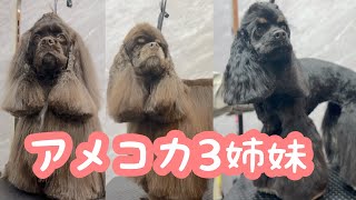 優雅なアメリカンコッカースパニエル３姉妹が成長しました！（優芽ちゃん）（桜ちゃん）（美結ちゃん）