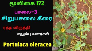 சிறுபசலை கீரையின் மருத்துவ குணங்கள்|Sirupasalai keerai|Portulaca oleracea|Alasal