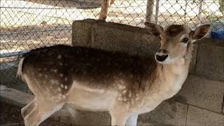 عبيد العوني في محمية القفاري البرية المجانية الجزء 1‫‬  Wildlife Free admission