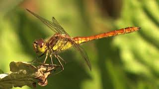 Vagrant Darter moves mouth parts 🔴