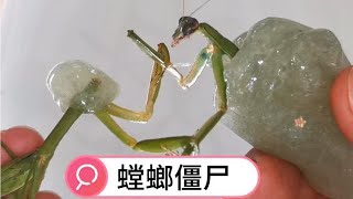 可爱的动物 |无头螳螂大战莲花童子螳螂。没有头还抓住手指，差点没把手抠出血