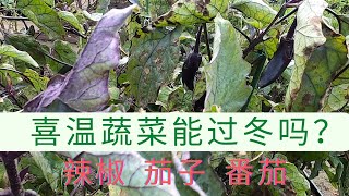 12月我的菜园里的喜温蔬菜 辣椒 茄子和番茄