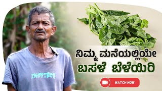 ಬಸಳೆ ಬೆಳೆಯುವ ಸುಲಭ ವಿಧಾನ | An easy way to grow spinach | Simple Tips \u0026 Tricks | Udayavani