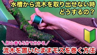 実技！５分で分かるモスの巻き方「水槽から取り出せない流木にウィローモスを巻きます！」ADAネイチャーアクアリウム立ち上げ初心者、水草レイアウト水槽、水草水槽の作り方、流木レイアウト、活着