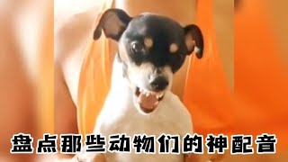 搞笑合集: 盘点那些动物们的神配音，简直毫无违和感看一遍笑一遍