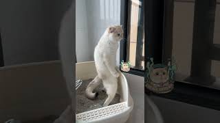 便秘喵～站着拉屎的喵# 猫咪的迷惑行为 #cat #cute #shorts