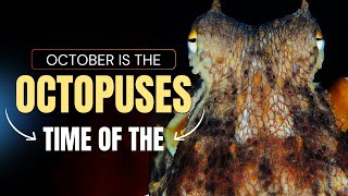 October is the time of the Octopuses. Night Dive at Tulamben