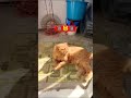 После того как накормил и решил подойти погладить😸😸😸 котик котики смешноевидео kotik_masya