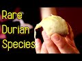 Taste Testing A Rare Species of Durian (Durio lowianus) - Weird Fruit Explorer