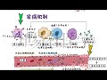 手绘精讲 【系统性红斑狼疮】sle 病因 机制 症状 诊断 治疗 systemic lupus erythematosus sle