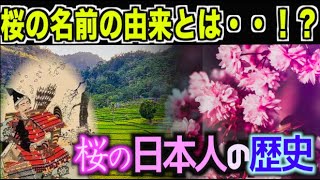 【歴史ミステリー】桜の名前の由来とは・・！？桜の日本人の歴史