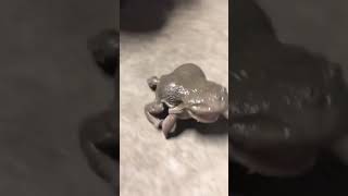 Forg Video|Frog Song|Frog Dance|Frog Voice|Frog Video For Kid|Frog Vs Snake|#short fitmind2000