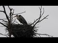 Цапля на гнезде кормит птенцов рыбой. the heron feeds the chicks with fish.