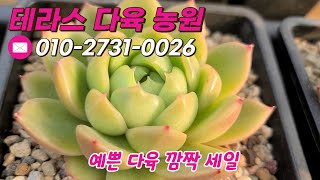 👩‍🌾 예쁜 다육 깜짝 세일 🙌ㅣ 테라스 다육 농원/010-2731-0026