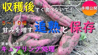 収穫したてのさつま芋まだ食べないでください！５～１０倍甘くするキュアリング処理と長期保存の仕方