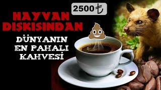 Hayvan Dışkısından Dünyanın En Pahalı Kahvesi ( 2500 TL )