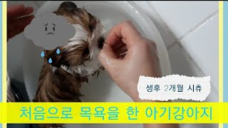 생후 2개월 아기시츄의 첫 목욕💭🛀