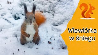 ❄️Mrs Nuka - wiewiórka w śniegu🐿#wiewiórka #zima #winter #śnieg #redsquirrel #squirrel #snow