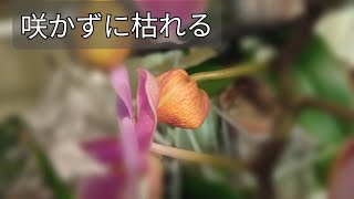 胡蝶蘭の蕾が咲かずに枯れ落ちる