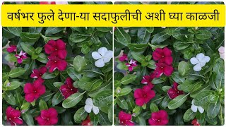 वर्षभर फुले देणा-या सदाफुलीची अशी घ्या काळजी || Care Tips For Maximum Flowering In Vinca Plant ||